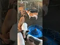 Download Lagu Inside a Modern and Clean Caged Pig Farm in China 👀