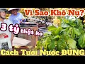 Download Lagu 5 Dấu Hiệu Cấp Cứu Mai Thiếu Nước 🌱 Út Đực Lý Giải Vì Sao Mai Khô Nụ \u0026 chia sẻ thật về vườn mai 3 tỷ