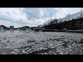 Fish die-off causes stinky problem on the Jersey Shore NBC New York