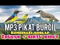 Lagu MP3 pikat Burcil Kombinasi Korlap Ribut,trucuk dan sirtu Ribut