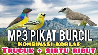 mp3 pikat burcil kombinasi korlap ribut trucuk dan sirtu ribut