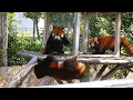 In this you can clearly hear the voice of Red Panda during the fight