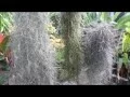 Download Lagu Tips: How to Care Spanish Moss ( Tillandsia Usneoides )