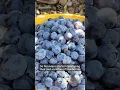 Download Lagu How a country with no blueberries became the world's top exporter - BBC World Service #shorts