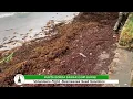 Punta Gorda sargassum surge
