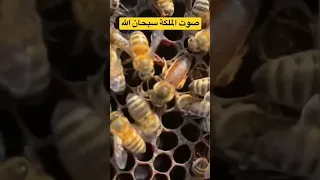 صوت ملكة النحل 