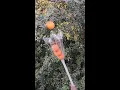 Download Lagu simplest fruit picking is smart / Make Fruit Picker Using Plastic Bottle