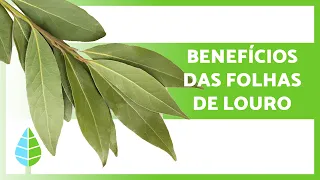 PARA que SERVE a FOLHA de LOURO 🌿 (Propriedades, Benefícios e Como Tomar)
