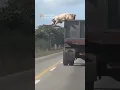 Download Lagu Brave pig escapes a  slaughterhouse truck #animals #wildlife #shorts