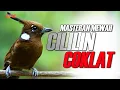 Download Lagu MASTERAN CILILIN COKLAT GACOR TEMBAKAN PANJANG AUDIO JERNIH