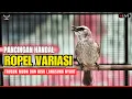 Download Lagu 🛑TRUCUKAN GACOR NGECUPLIK ROPEL PANJANG‼️Pancingan Trucukan agar bunyi jadikan burung Trucuk Gacor