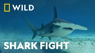 Fin-To-Fin Combat Bull Shark Vs Hammerhead National Geographic Wild