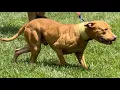 Tom Garner Kennels 2021 Pig Picking featuring Escobedo Jr