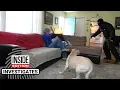 Dogs Tested to See Whether They d Defend Owner During Home Invasion
