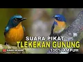 Download Lagu SUARA PIKAT BURUNG TLEDEKAN GUNUNG, 100% AMPUH UNTUK PIKAT
