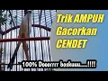 Lagu Cara Menggacorkan CENDET di jamin JITU