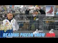 Best Fancy Pigeons at Reading Show 2025 Top Breeds Winners