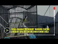 Lagu Cara Merawat Burung Cucak Jenggot Supaya Gacor Untuk Masteran Murai Batu
