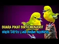 Download Lagu sirtu menjerit!!!bikin sirtu liar ngumpul suara pikat sirtu/cipow ampuh