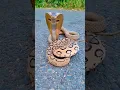 Download Lagu Indian Cobra vs Russell's Viper snake