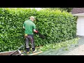 Homeowner Only Wanted a LIGHT TRIM on This LAUREL HEDGE