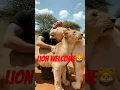 Lagu Caption this Lion Welcome!❤️🦁