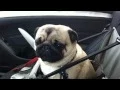 Dog loses it after finding out he s at pet store
