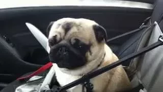 Dog loses it after finding out he s at pet store