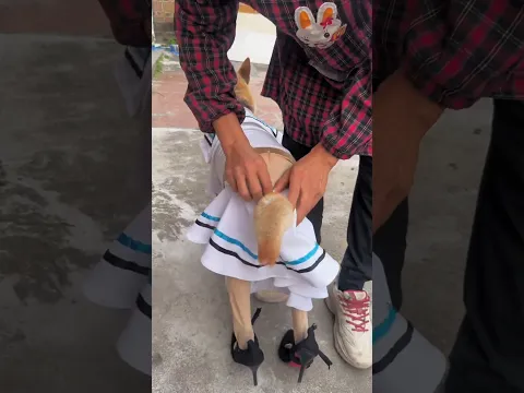 डॉग ने लड़की का कपड़े पहनें🤯#shorts #trending  #viral #shortvideo #cartoon