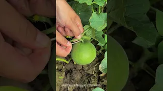 What Is The Effect Of Inserting A Toothpick Into The Stem Of A Melon 