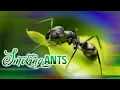 Wongel - Anxiety As Somalis Smoke Ants To Get High