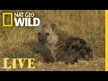 Download Lagu Hyenas: These Top Predators Are No Laughing Matter | Nat Geo Wild