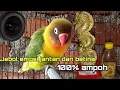 Download Lagu PANCINGAN JEBOL EMOSI BIRAHI LOVEBIRD  JANTAN | pancingan jebol emosi birahi love birs betina