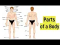 Parts of the body in English External parts of a human body Human anatomy External body parts