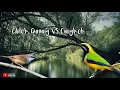 Download Lagu Ciblek Gunung VS Cucak Cungkok