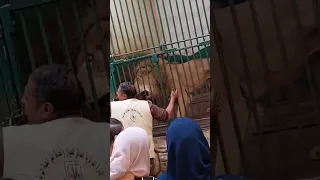 زائير الأسد الاسد مصر حديقه حيوان مصر البيت المصري اكسبلور لايك اشتراك 