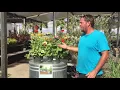 Livestock Water Tank Turned Garden Trough