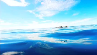 A fun dive with Pilot Whales – FIJI – NAMENA DIVERS