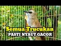Download Lagu Suara burung trucuk gacor memanggil Lawan Ampuh jadikan pancingan trucuk betina memanggil jantan