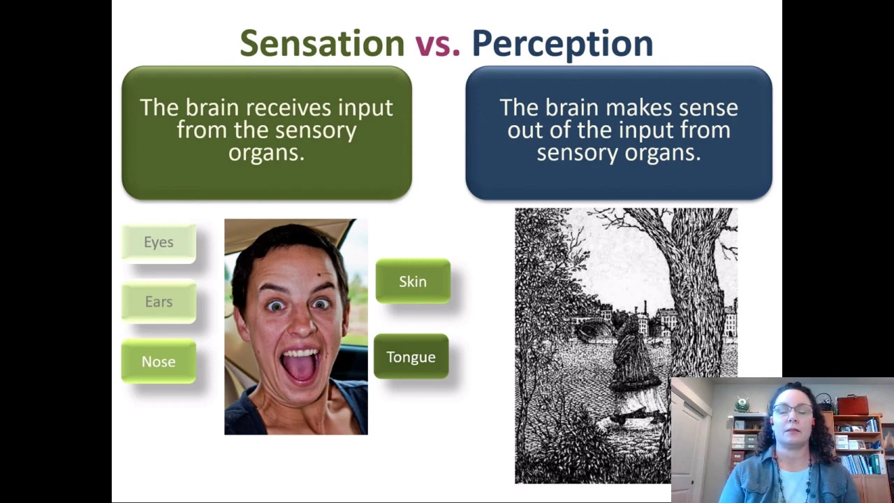 Introductory Psychology Sensation: Perception Bottom up vs top down processing