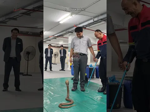 ตัวใครตัวมัน 🐍💨 #ห้ามทำตาม #งูเห่า #cobra #งู #snake #ภิญโญคนจับงู #มือปราบอสรพิษ #อสรพิษ