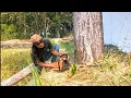 Download Lagu TERBAIK DIKELASNYA  !! Menebang pohon Tua !! Gergaji mesin serkel rakitan