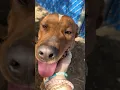 Fur Real Fact 1 000 pets take over MEGA in Fort Worth
