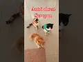 Download Lagu Kucing Lucu pintar akting