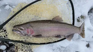 CDFW Supporting Eagle Lake Rainbow Trout Populations Throughout California
