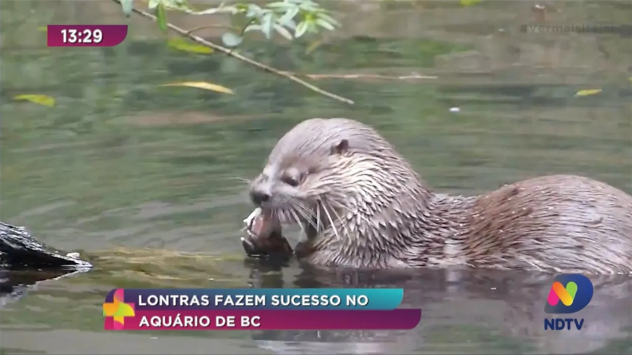 Pet News: Lontras fazem sucesso no aquário de Balneário Camboriú