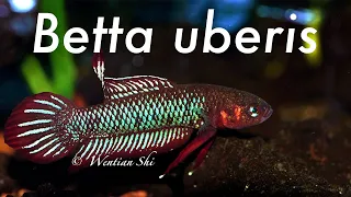 Download Betta uberis - Allevamento MP3