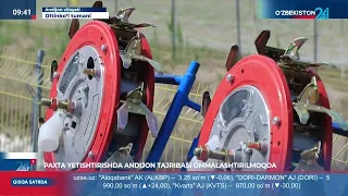 Paxta yetishtiris a Andijon tajribasi dala chetlari va zararkunandalarga qarshi kurashish ishalari