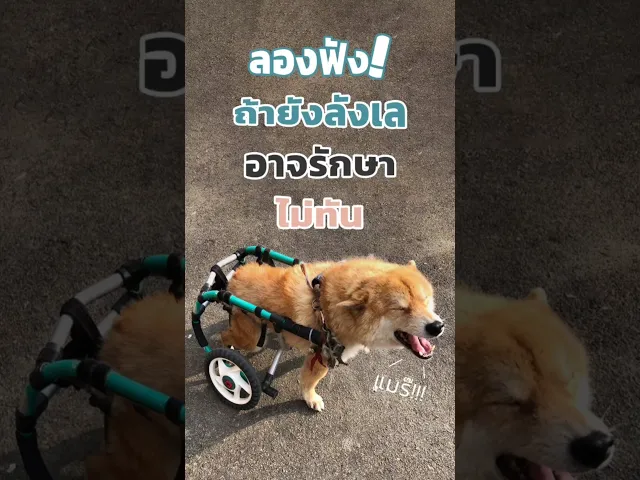 ขนมสุนัข สูตรบำรุงกระดูกและข้อต่อ