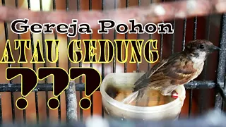 Download REVIEW-BURUNG GEREJAN Pohon atau Rumah || MANA YANG LEBIH PROSPEK Tiga Bulan Sudah Ngerol—VLOG MP3